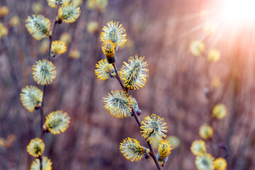 Fototapeta premium Willow branches with fluffy catkins in the sun