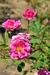 Pink rose on public garden 