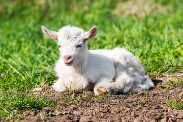 A small white goat lies on the grass in sunny weather