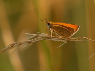 Small skipper (Thymelicus sylvestris) - orange butterfly on a dry blade of grass, Gdansk, Poland