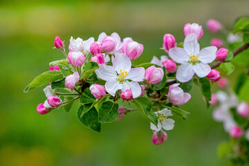 Apple blossoms. Apple tree branch with flowers and buds on a green blurred background