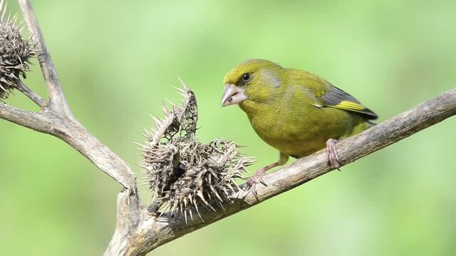 European greenfinch (Chloris chloris) eating datura seeds
