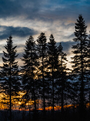 Flowers in forests or parks. Untitled flowers