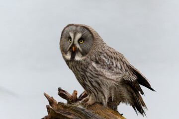 Great Grey Owl or Lapland Owl (Strix nebulosa) sitting on a trunk on the bank of a lake on a rainy day in Gelderland in the Netherlands             