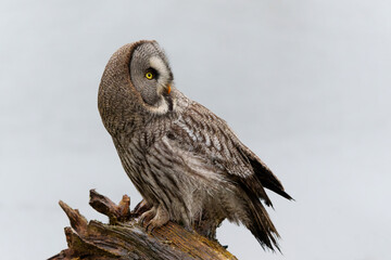 Great Grey Owl or Lapland Owl (Strix nebulosa) sitting on a trunk on the bank of a lake on a rainy day in Gelderland in the Netherlands             