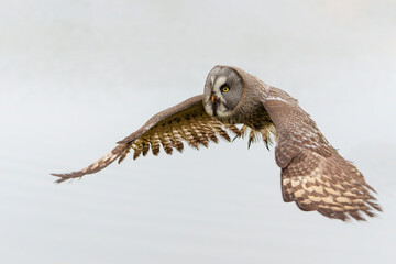 Great Grey Owl or Lapland Owl (Strix nebulosa) flying on the bank of a lake on a rainy day in Gelderland in the Netherlands  