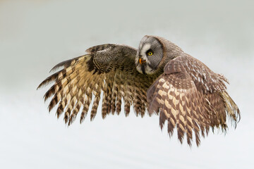 Great Grey Owl or Lapland Owl (Strix nebulosa) flying on the bank of a lake on a rainy day in...