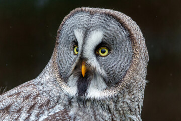 Portrait of a Great Grey Owl or Lapland Owl (Strix nebulosa)on the bank of a lake on a rainy day in Gelderland in the Netherlands 