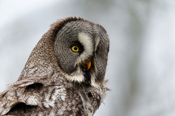 Portrait of a Great Grey Owl or Lapland Owl (Strix nebulosa)on the bank of a lake on a rainy day in Gelderland in the Netherlands 