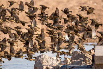 Red-billed Queleas flock at the waterhole in the Kgalagadi