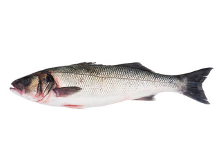 Sea bass fish isolated on white background