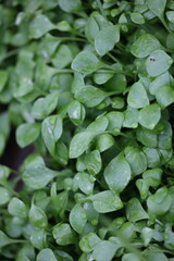 Gew&ouml;hnliches Tellerkraut jung lecker knackig