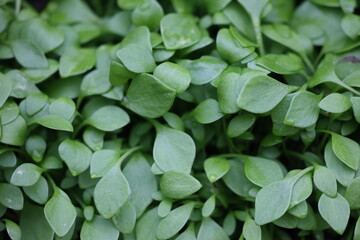Gewöhnliches Tellerkraut jung lecker knackig