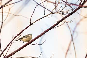 A ruby crowned kinglet bird perched on the branch of a tree.