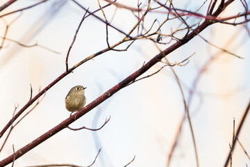 A ruby crowned kinglet bird perched on the branch of a tree.