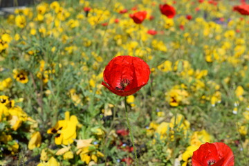 Red poppies on a background of yellow flowers, background