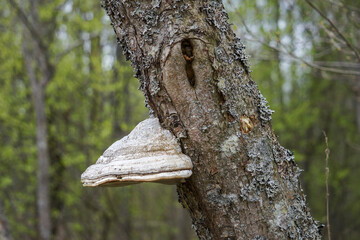 Shelf fungus Fomes fomentarius (also known as tinder fungus, hoof fungus, tinder conk, tinder polypore or ice man fungus) on tree trunk in forest. Close-up view, selective focus, blurred background - obrazy, fototapety, plakaty