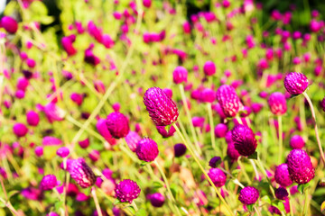 Bright juicy flower bed of purple flowers gomfren (Gomphrena globosa).