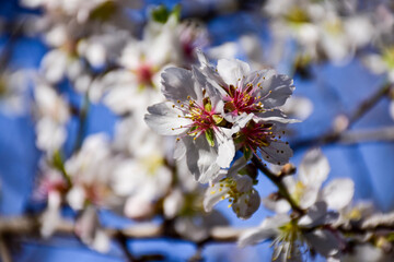 blossom in spring