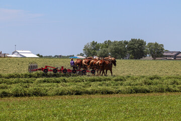 Amish culture farming with their Belgian draft horses.