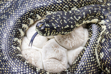 Female Diamond Python incubating eggs