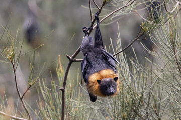 Australian Grey-headed Flying Fox roosting in tree