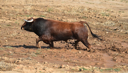 fighting bull with big horns in spain