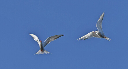 Obraz premium Common Terns interacting in flight. Adult common terns in flight on the blue sky background. Scientific name: Sterna hirundo. Ladoga Lake. Russia.