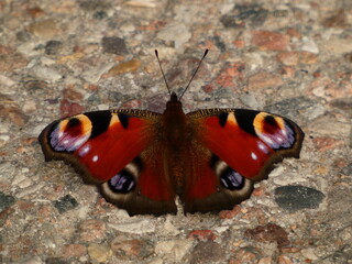 Peacock butterfly (Aglais io) - colorful butterfly resting on pebbled road, Gdansk, Poland