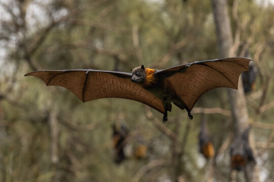 Bat In Flight Wing Images Browse 109 647 Stock Photos Vectors and Bat In Flight Wing Images Browse 109 647 Stock Photos Vectors and