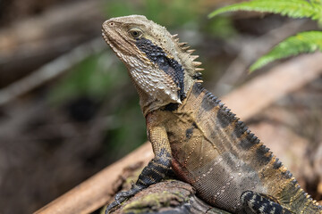 Male Australian Eastern Water Dragon