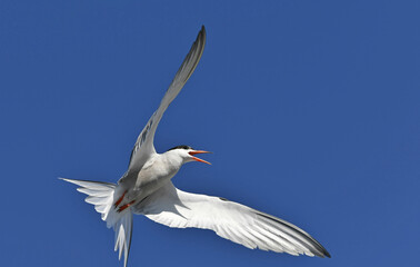 Adult common tern with open beak in flight on the blue sky background. Scientific name: Sterna hirundo. Ladoga Lake. Russia.