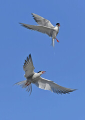 Common Terns interacting in flight. Adult common terns in flight on the blue sky background. Scientific name: Sterna hirundo. Ladoga Lake. Russia.