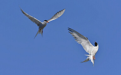 Common Terns interacting in flight. Adult common terns in flight on the blue sky background. Scientific name: Sterna hirundo. Ladoga Lake. Russia.