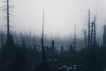 Gruseliger Gespensterwald mit Nebel und Dämmerung