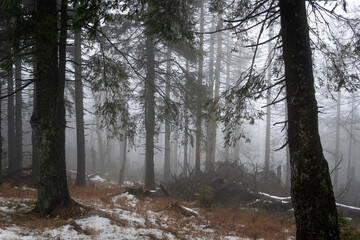 Nebel im Hochharz. Waldlandschaft im kalten Herbst