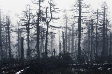Fototapeta na wymiar Geisterhafter Totwald mit Nebel
