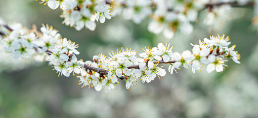 A blooming tree branch on the background of nature. Beautiful floral spring background.