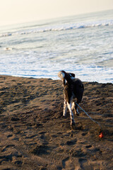 Perro en la playa con su dueño