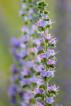 Blue blooms of blueweed (Echium vulgare) flowering during summer in Estonian nature