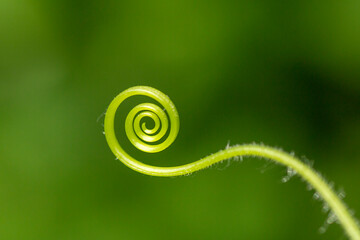 Closeup of the cucumber mustache. The mustache of the plant is twisted in the form of a spiral and...