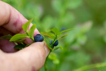 Hand picking ripe delicious, sweet and healthy blueberries in the nature - 480799376