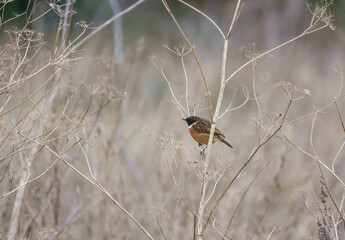 a stonechat (Saxicola rubicola) perched on a tall winter flower stalk in a meadow, Salisbury Plain chalklands, Wiltshire UK