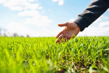 Young wheat sprout in the hands of a farmer.  Agriculture, organic gardening, planting or ecology...