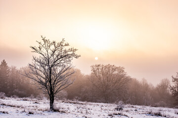 Fototapeta na wymiar Frozen tree with rising sun background in winter near Steinheim