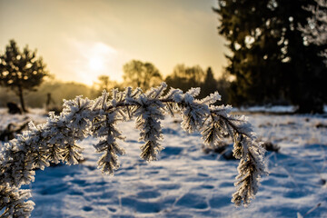 Frozen pine branch with rising sun background
