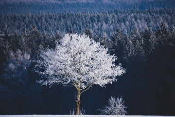 Frozen tree with forest background in winter near Steinheim