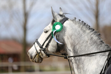 Horse jumping contest. Equestrian sports. Horsegirl sitting in saddle