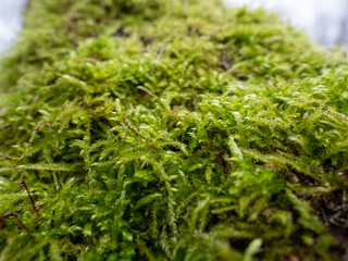 Moss on the bark of a tree close-up.