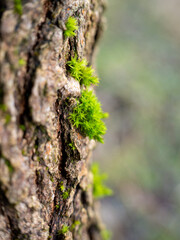 Moss on the bark of a tree close-up.